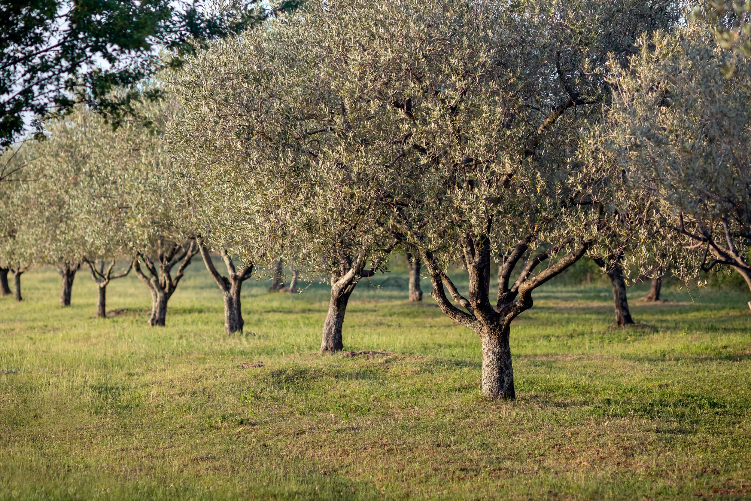OPTIM_closeup-shot-growing-trees-field-sunlight