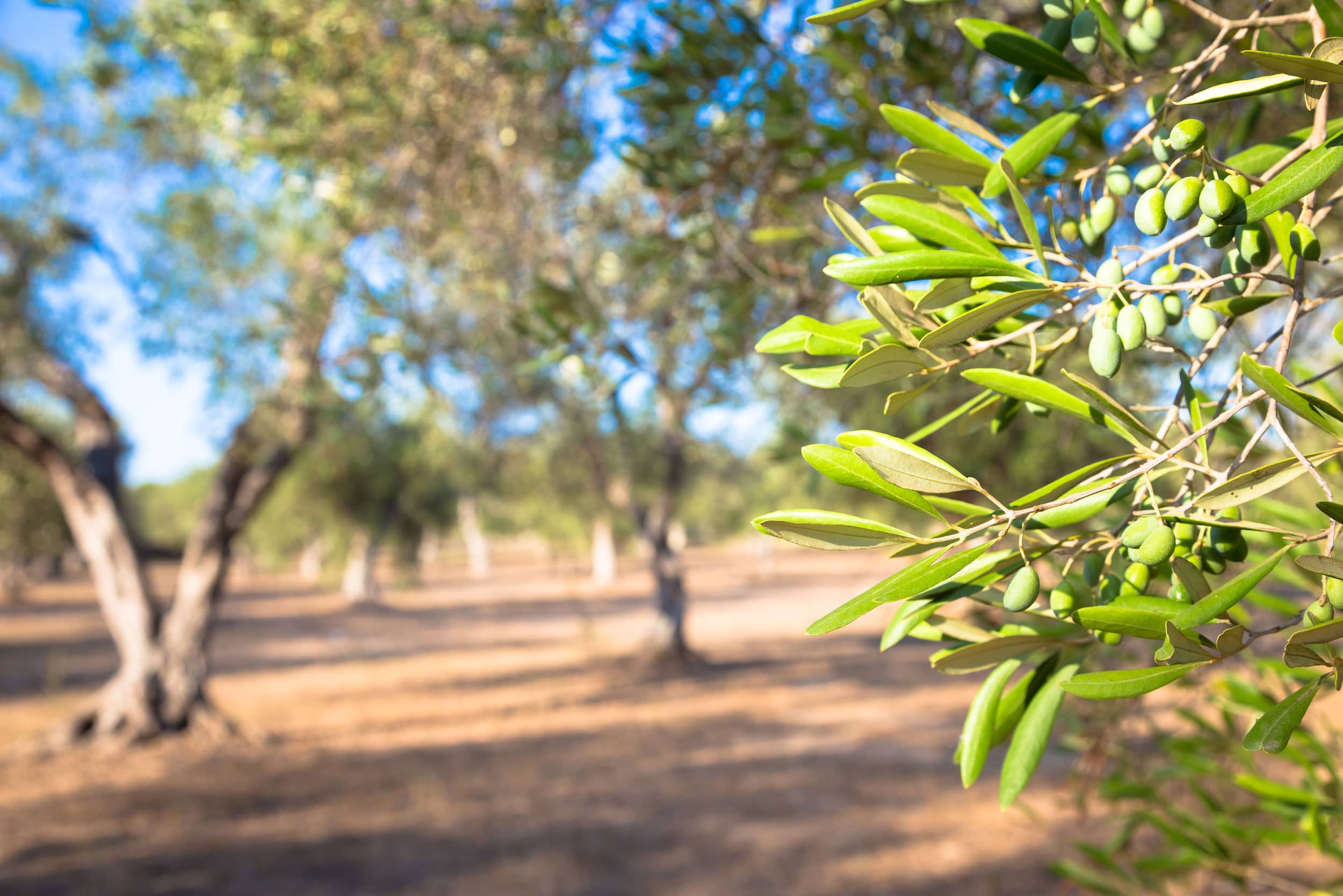 OPTIM_italy-puglia-region-one-hundred-years-old-olive-tree-detail